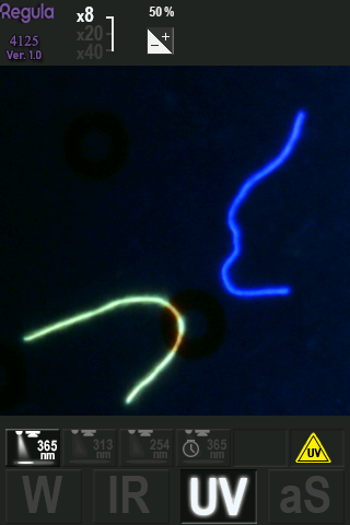 Ultraviolet 365 nm, 8x